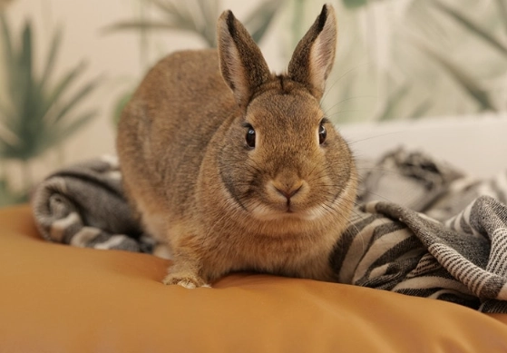 how long do dwarf rabbits live how long do dwarf rabbits live