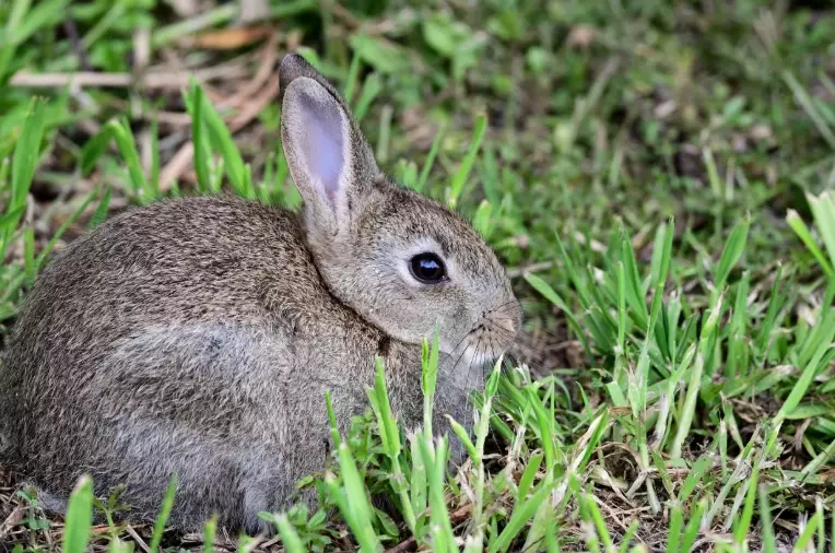 European rabbit pet care