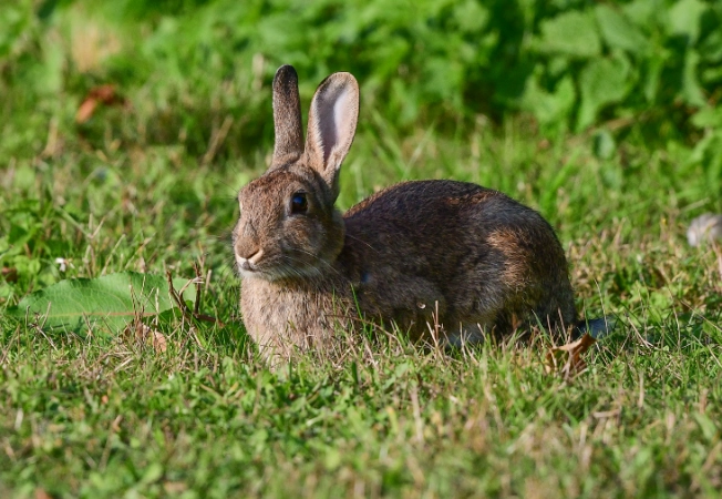 Oryctolagus cuniculus