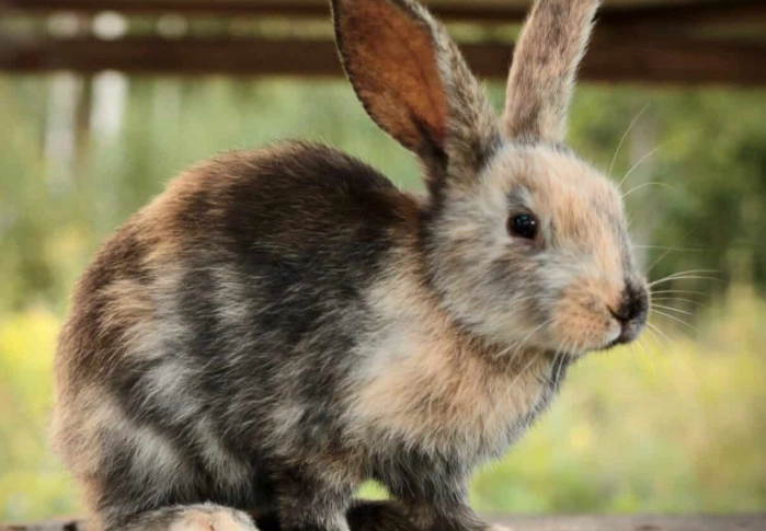 European rabbit pet care