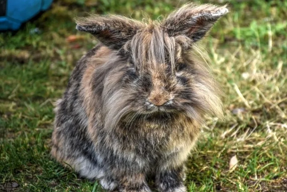 long-haired rabbit grooming