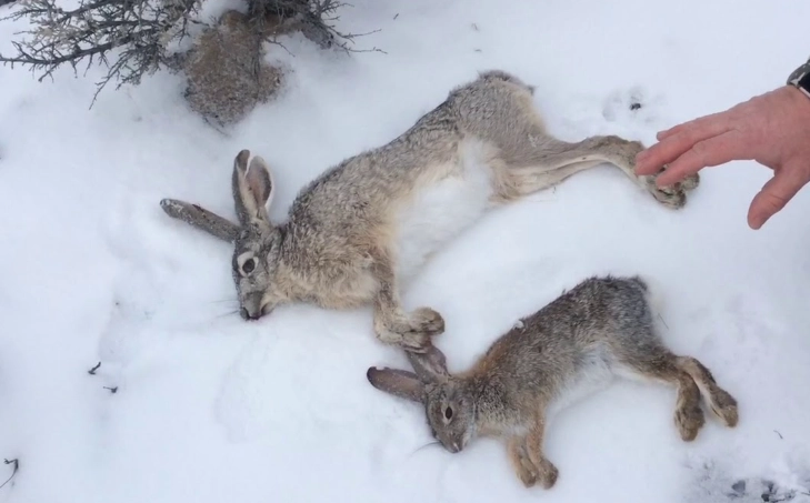 European rabbit care