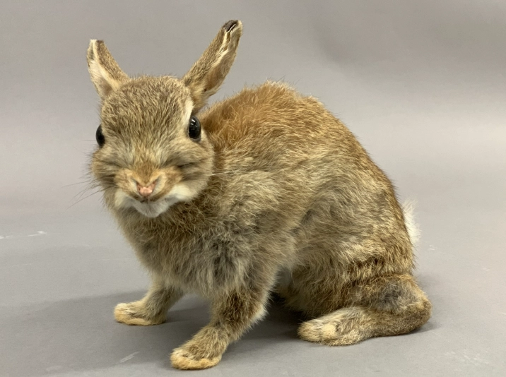 Oryctolagus cuniculus