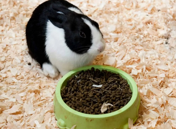 Dutch rabbit lifespan Dutch rabbit lifespan