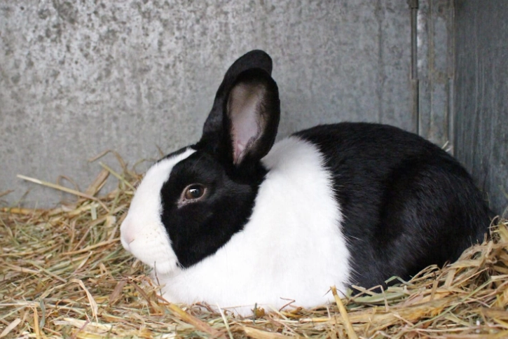 Dutch rabbit care Dutch rabbit care