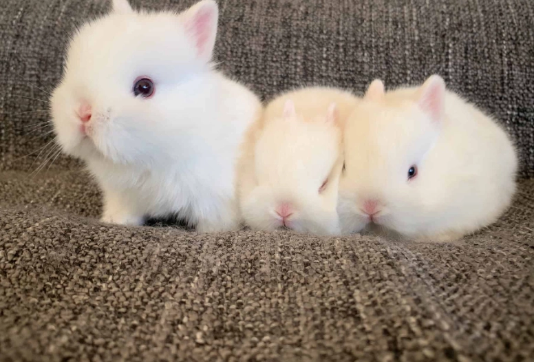 how long do dwarf rabbits live how long do dwarf rabbits live