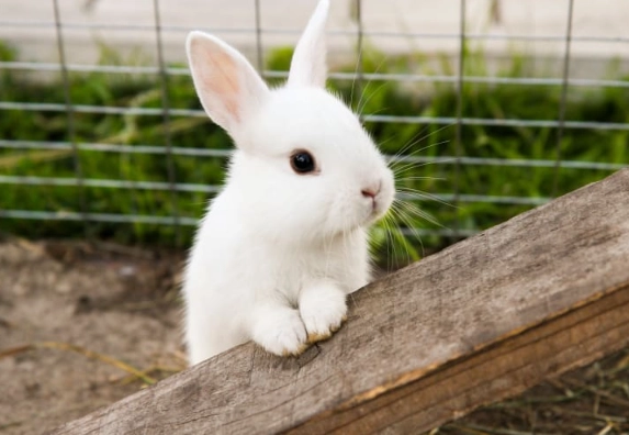 rabbit age calculator rabbit age calculator