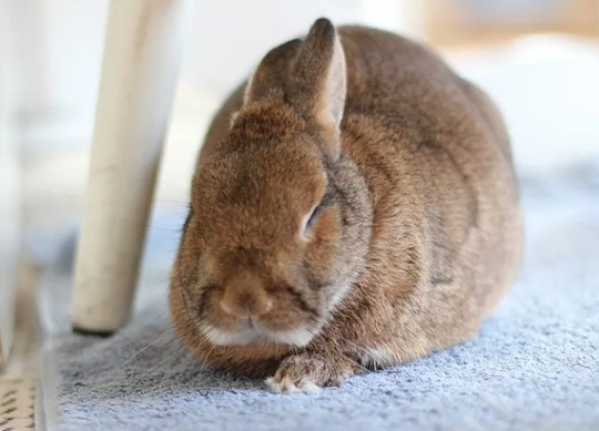 rabbit years to human years rabbit years to human years