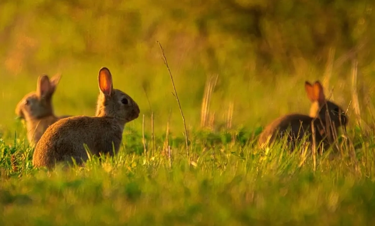 european rabbit invasive species