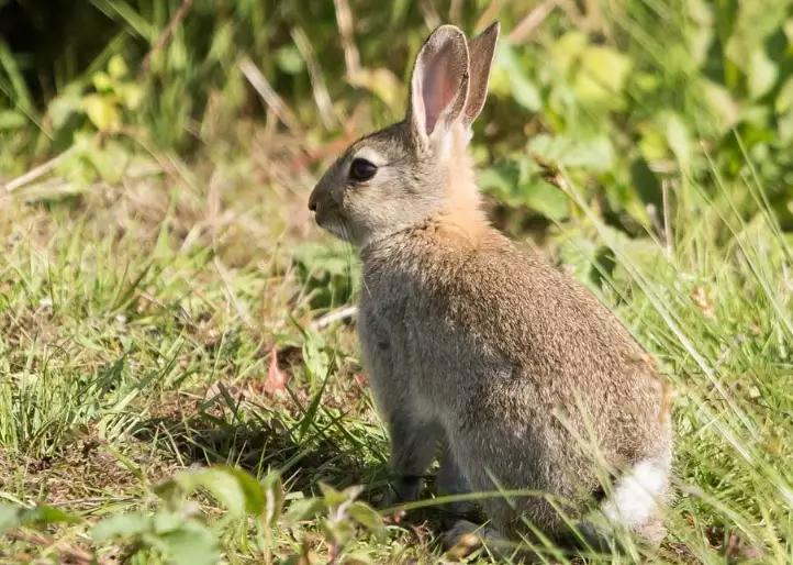 European rabbit pet care