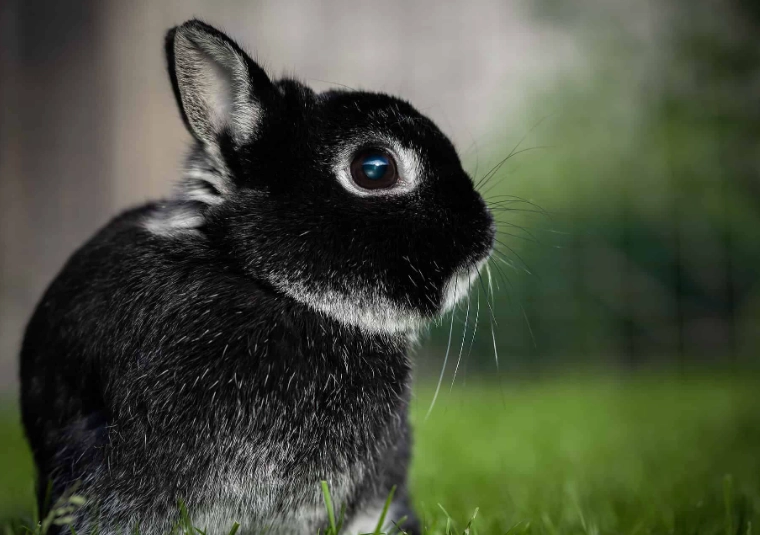 Dutch rabbit care Dutch rabbit care