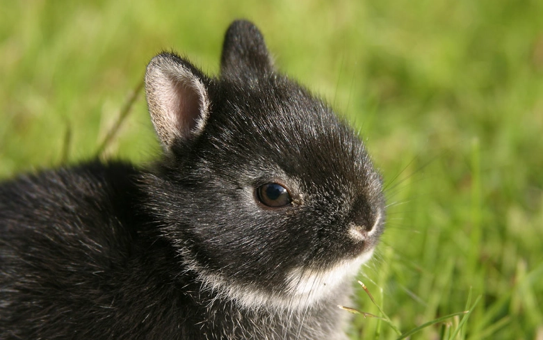 dwarf rabbit care dwarf rabbit care