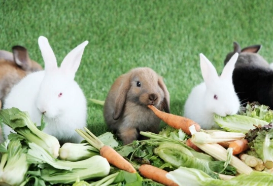 safe vegetables for rabbits