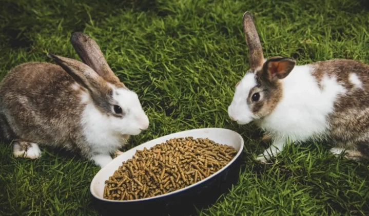 Rabbit food at home