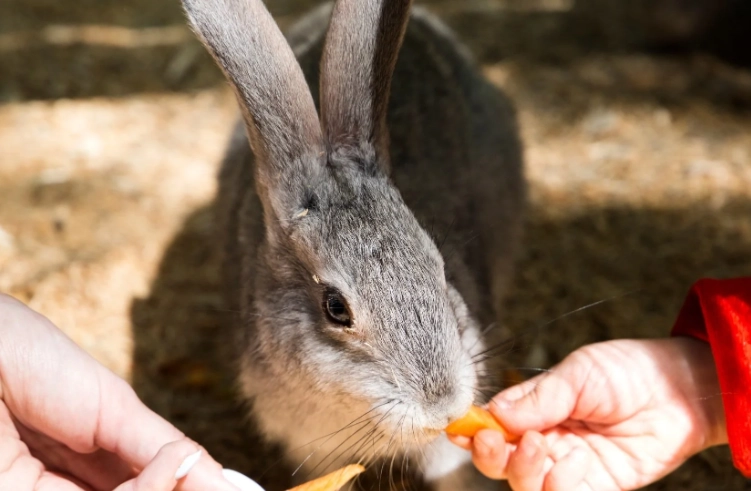 What is the best thing to feed rabbits?
