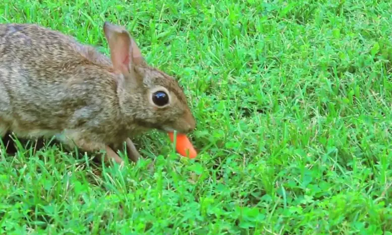 mimicking wild rabbit diet