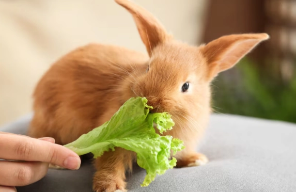 rabbit diet