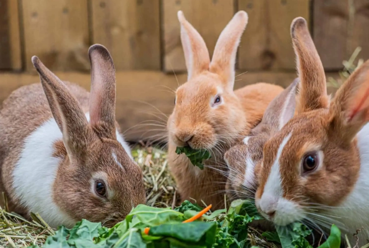 homemade rabbit diet