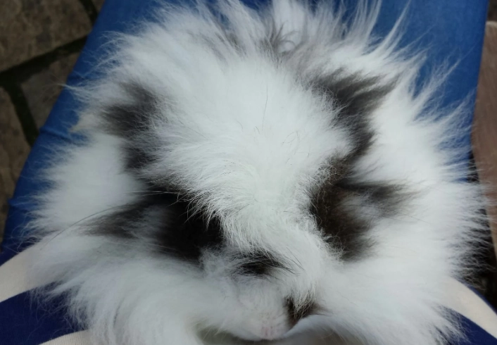 Angora hybrid rabbit health Angora hybrid rabbit health