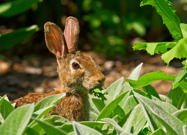mimicking wild rabbit diet