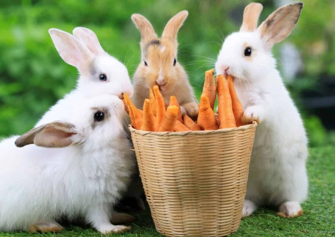 rabbit toxic foods