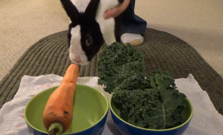 rabbit diet
