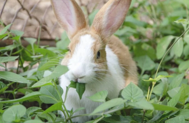 dangerous foods for rabbits