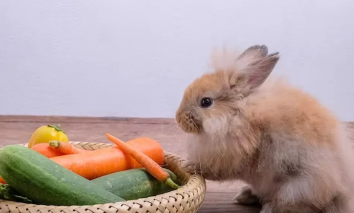 What is a rabbit's favorite food?