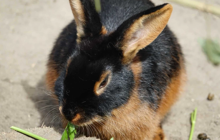 what rabbits cannot eat