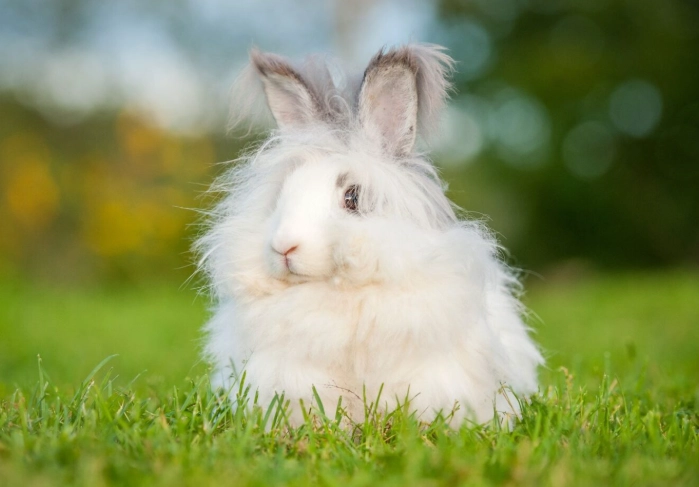 grooming Angora mix rabbits grooming Angora mix rabbits