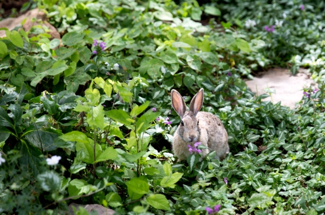 dangerous foods for rabbits