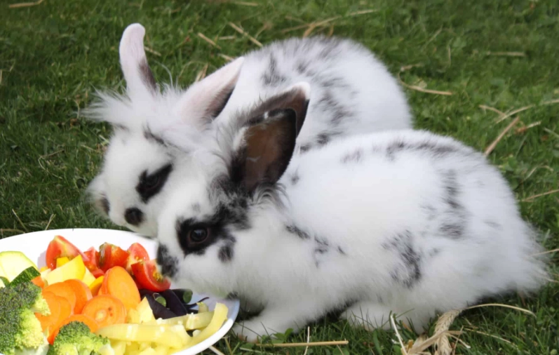 what to feed a rabbit