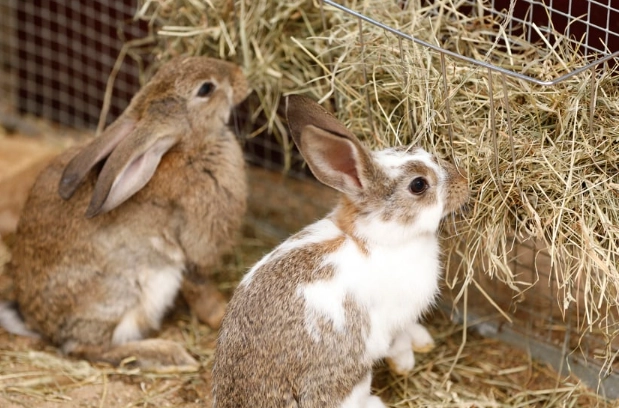 what to feed rabbits