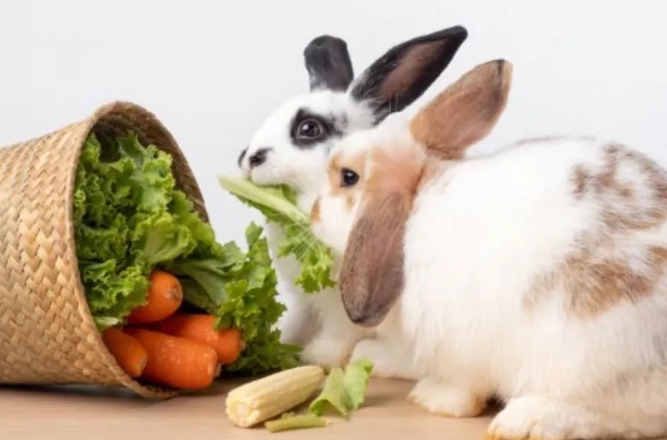 homemade rabbit diet