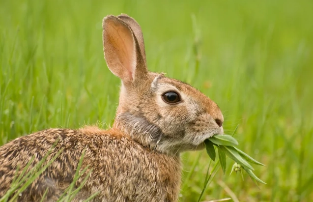 what do wild rabbits eat