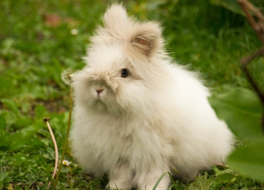 Angora mix rabbit care Angora mix rabbit care