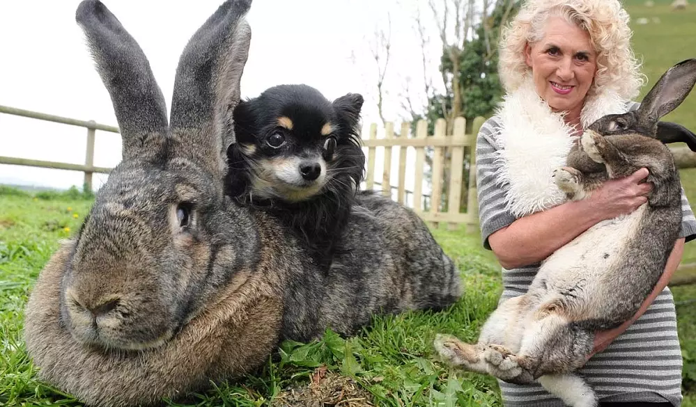largest rabbit breeds