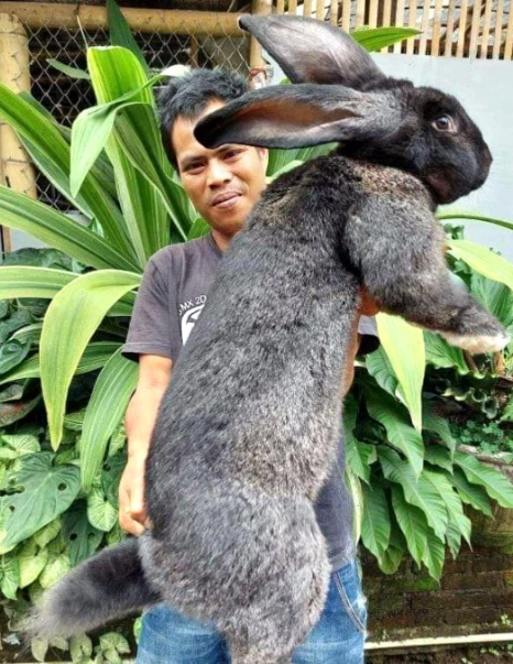 Flemish Giant rabbit