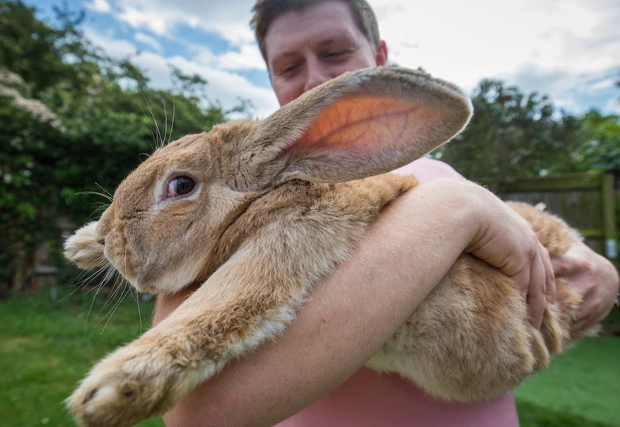 big rabbit in the world