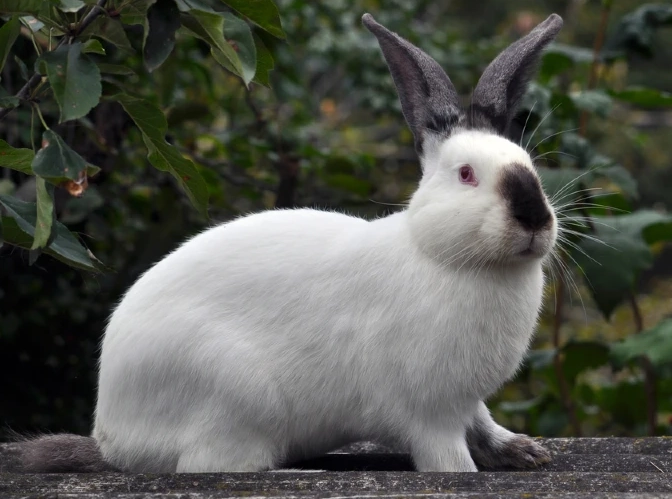 how big do Californian rabbits get how big do Californian rabbits get