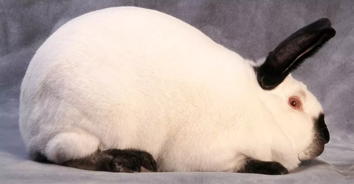 California rabbit breed California rabbit breed