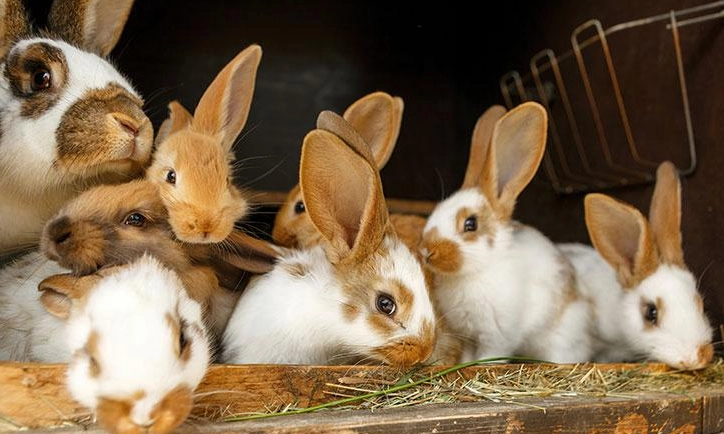 rabbit pregnancy care