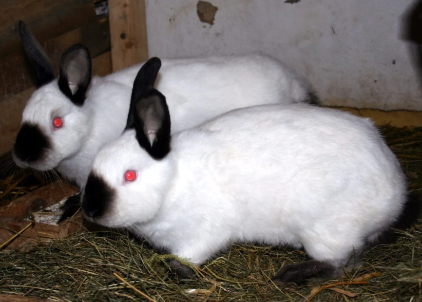how big do Californian rabbits get how big do Californian rabbits get