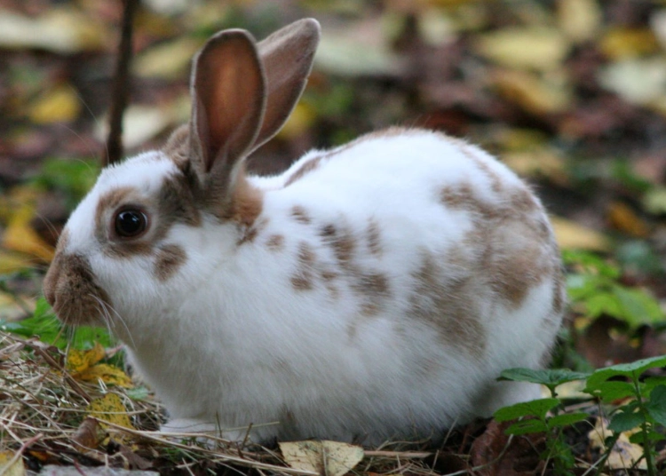 English Spot rabbit breed