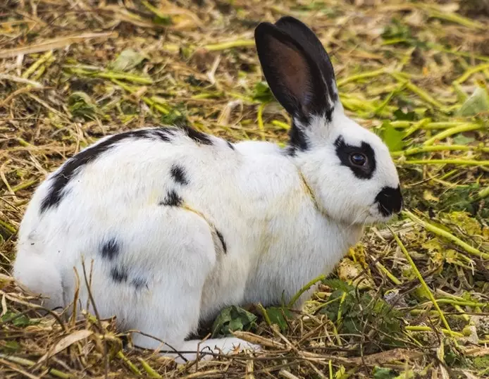 english spot rabbit