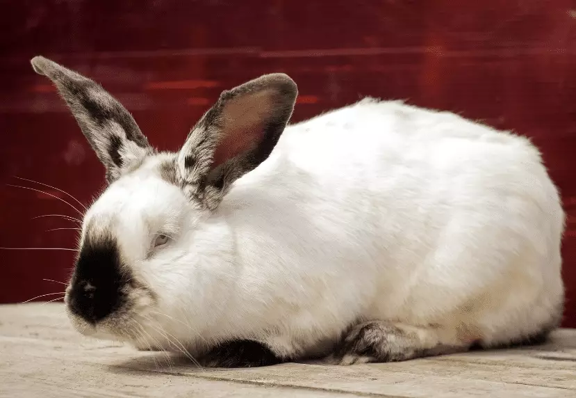 Californian rabbit weight Californian rabbit weight