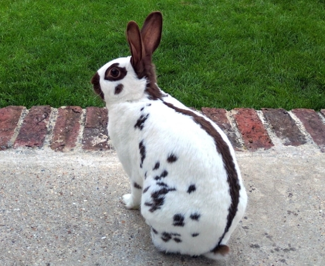 English Spot rabbit personality