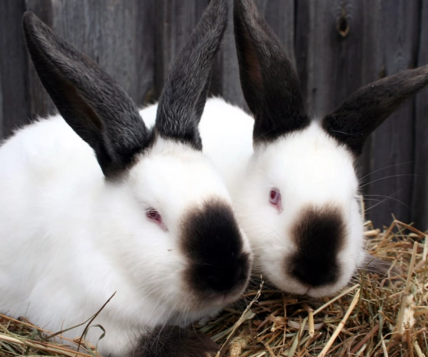 meat rabbit breeds meat rabbit breeds