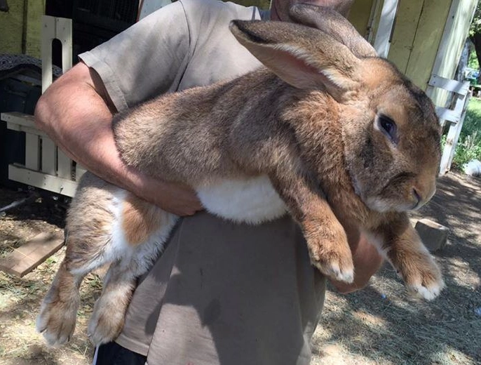 Flemish Giant rabbit