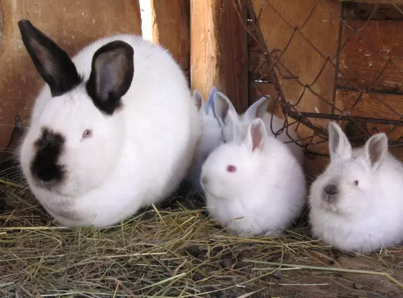 California rabbit breed California rabbit breed